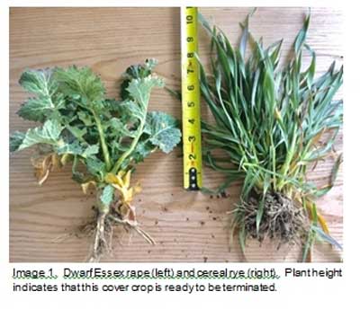 COVER CROP TERMINATION
